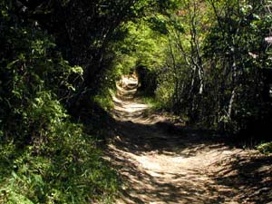 �n���J���獶�̔������M�̒���o����