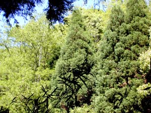 �V�΂��Y��E�قƂ�ǎ��R��