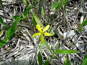 �j�K�i���炢�Ă���