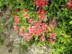 ���[�ɂ��c�c�W��